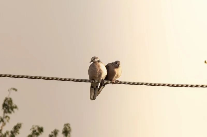 Two small birds perch together on a wire against a pale sky.