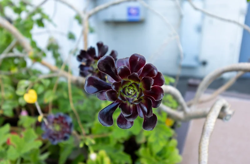 A close-up of dark burgundy flowers amid green leaves.