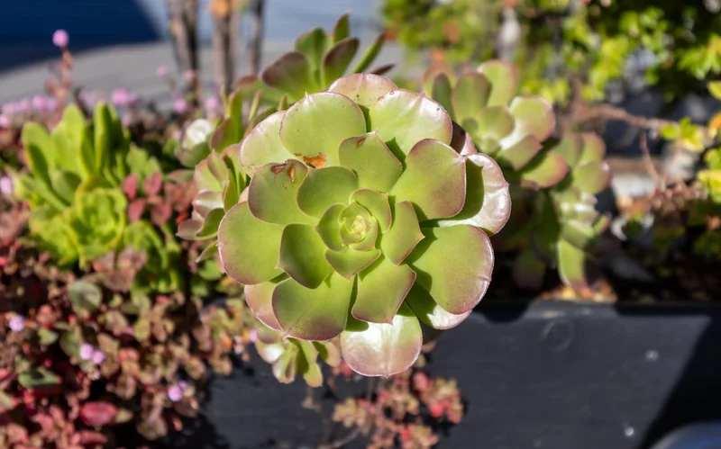 Sunlight catches a green rosette-shaped succulent surrounded by smaller plants.